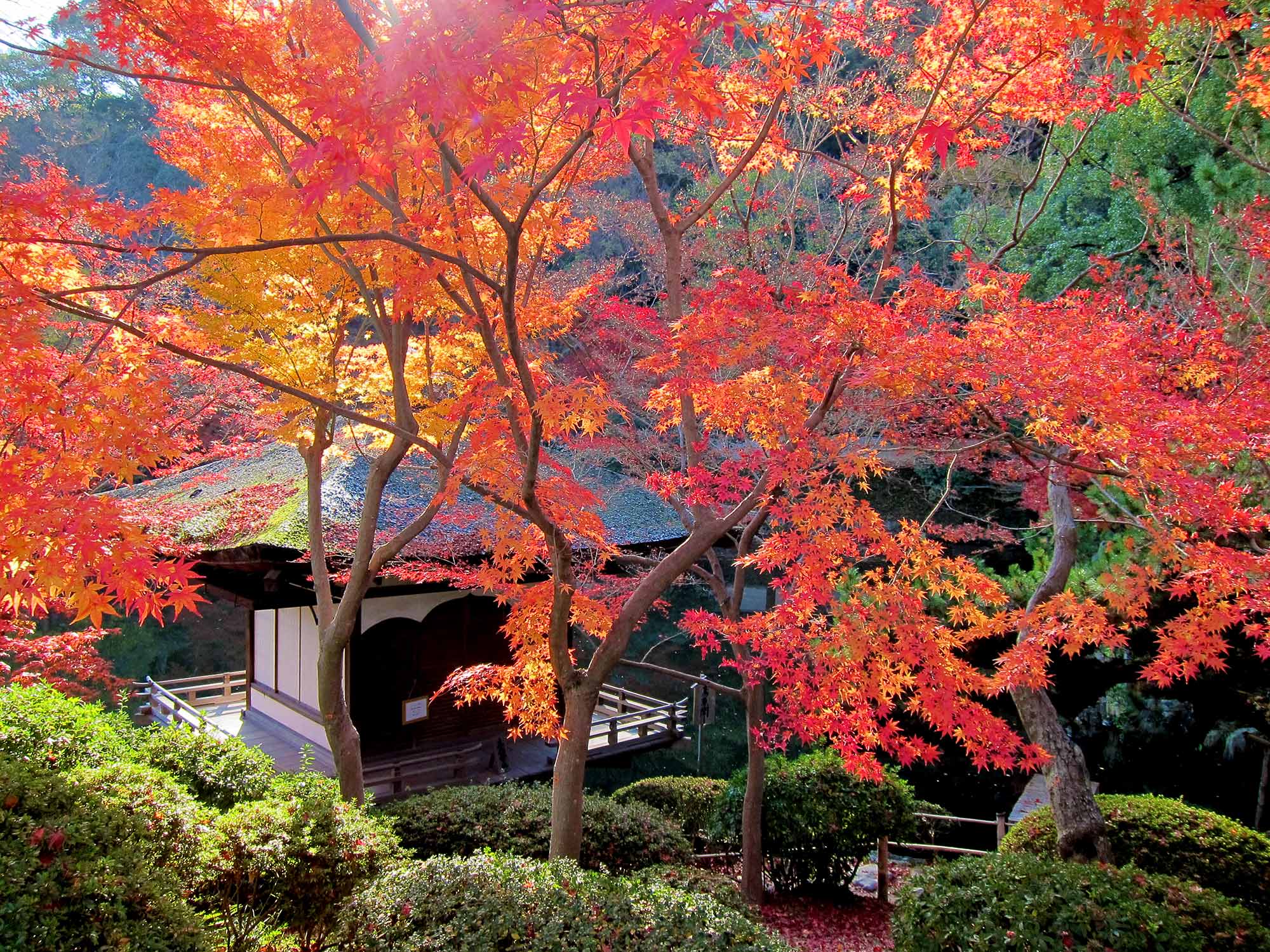 Momijidani Garden My Secret Wakayama